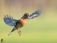 Anfliegender Buchfink