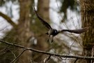 Nebelkrähe im Flug