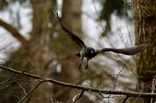 Nebelkrähe im Flug