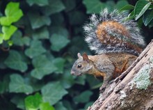 Rotbauchhörnchen (Sciurus aureogaster) (2)