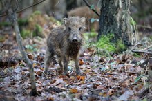 Wildschwein (Sus scrofa)