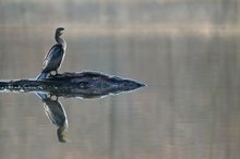 Kormoran