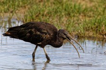 Der frühe Vogel fängt den Wurm