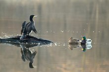 Kormoran mit Enten