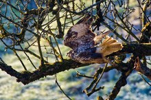 Ein Mäusebussard im Obstbaum