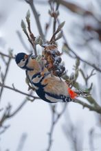 Buntspecht (Dendrocopos major)