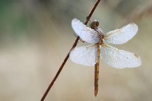 Noch ein Kleiner Glitzerer