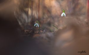 Glöckchen im Auwald