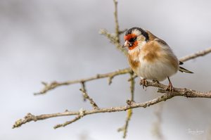 Der Harlekin unter unseren heimischen Vögeln