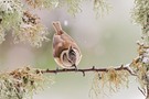 diese Haubenmeise in den verschneiten Flechtenästen