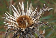 Silberdistel