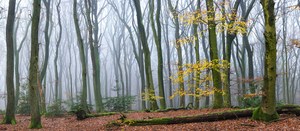 Herbstwald