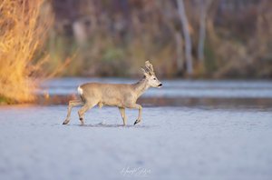 Rebock über dem Wasser