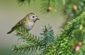 Ein frohes Fest!