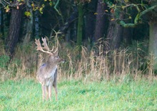 Abends auf der Wiese