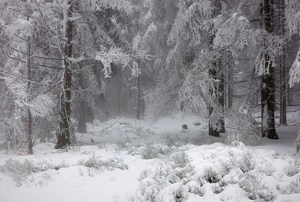 Winterwald