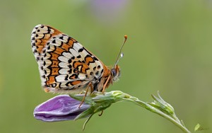 Roter Scheckenfalter