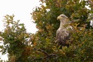 Der Seeadler in der 300m Eiche