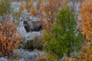 Elchbulle im Herbst