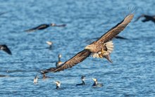 Seeadler mit Brassen