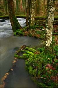 Der Alfbach in der Strohner Schweiz