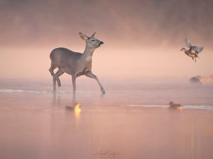 Begegnungen im Morgenlicht