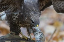 Mäusebussard