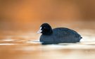 Golden coot...