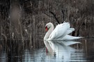 Schwan in den Dünen