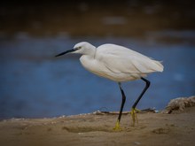 Seidenreiher am Strand