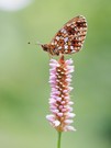 Boloria selene