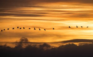 Wildgänse am Niederrhein