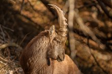 Junger Steinbock