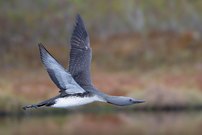 Alles Gute für das neue Jahr,