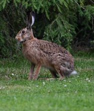 Ein Hase