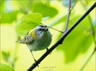 Firecrest