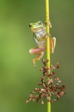 "Pole Dance"