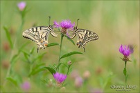 Schwalbenschwanz Paar in Natur