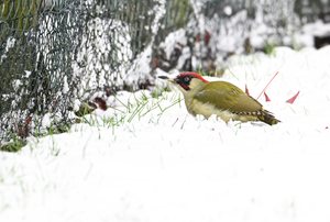 Keine Probleme im Schnee