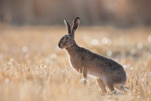 Hase im morgendlichen Gegenlicht