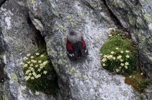 Moossteinbrech mit buntem Vogel