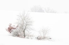 Hügelige Schneelandschaft