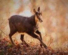 Mit Vollgas durch den Wald