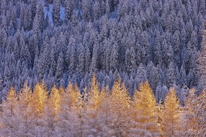 Streiflicht im Rheinwald