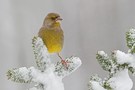 Der Schneekönig...