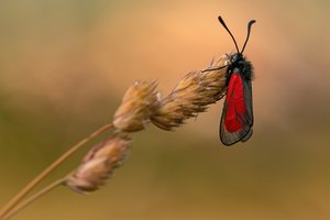 Bibernell-/Thymian-Widderchen