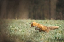 Seit langem mal wieder ein Fuchs