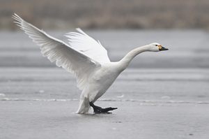 Landender Zwergschwan