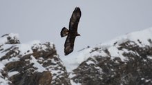 Steinadler in den Schweizer Alpen