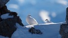 Schneehühner in den Schweizer Alpen